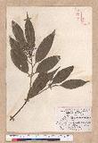 Cinnamomum macrostemon Hayata J׮