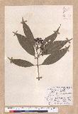 Cinnamomum macrostemon Hayata J׮