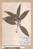 Cinnamomum macrostemon Hayata J׮
