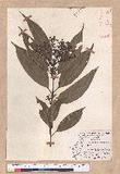 Cinnamomum macrostemon Hayata J׮