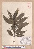 Cinnamomum macrostemon Hayata J׮