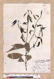 Cinnamomum macrostemon Hayata J׮