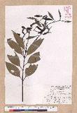 Cinnamomum macrostemon Hayata J׮