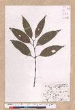 Cinnamomum macrostemon Hayata J׮