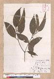 Cinnamomum macrostemon Hayata J׮