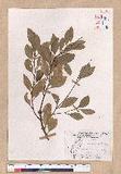 Cinnamomum reticulatum Hayata g