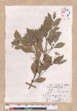Cinnamomum reticulatum Hayata g
