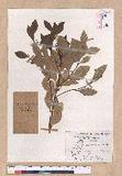 Cinnamomum reticulatum Hayata g