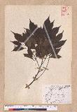 Cinnamomum camphora (L.) J. Presl  ̾