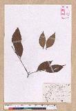 Cinnamomum subavenium Miq. Ӹ()