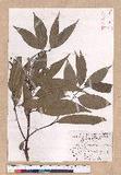 Cinnamomum macrostemon Hayata J׮