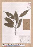Cinnamomum macrostemon Hayata J׮