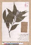 Cinnamomum macrostemon Hayata J׮