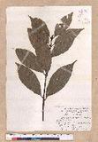 Cinnamomum macrostemon Hayata J׮