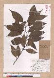 Cinnamomum macrostemon Hayata J׮
