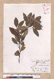 Cinnamomum subavenium Miq. Ӹ()