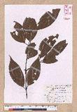 Cinnamomum subavenium Miq. Ӹ()