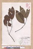 Cinnamomum subavenium Miq. Ӹ()