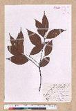 Cinnamomum subavenium Miq. Ӹ()