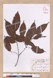 Cinnamomum subavenium Miq. Ӹ()