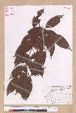 Cinnamomum subavenium Miq. Ӹ()