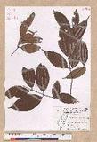 Cinnamomum subavenium Miq. Ӹ()