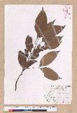 Cinnamomum subavenium Miq. Ӹ()