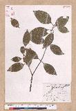 Cinnamomum kotoense Kanehira & Sasaki ׮