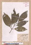 Cinnamomum kotoense Kanehira & Sasaki ׮