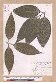 Cinnamomum kotoense Kanehira & Sasaki ׮