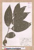 Cinnamomum kotoense Kanehira & Sasaki ׮