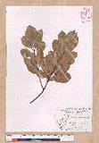 Cinnamomum reticulatum Hayata g