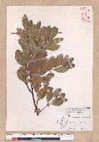 Cinnamomum reticulatum Hayata g