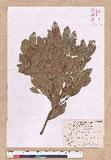 Cinnamomum reticulatum Hayata g