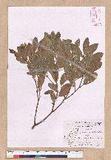 Cinnamomum reticulatum Hayata g