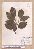 Cinnamomum verum J. S. Presl. ׮