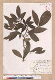 Litsea akoensis Hayata ̪Fl