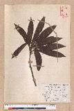 Litsea acutivena Hayata Uߤl