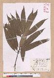 Litsea acuminata (Blume) Kurata l