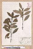 Litsea morrisonensis Hayata ɤsl