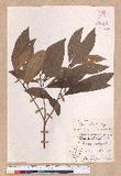 Litsea akoensis Hayata ̪Fl
