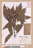 Litsea acuminata (Blume) Kurata l
