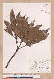 Litsea acuminata (Blume) Kurata l