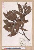 Litsea acuminata (Blume) Kurata l