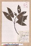 Litsea acuminata (Blume) Kurata l