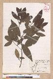 Litsea morrisonensis Hayata ɤsl