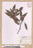 Litsea morrisonensis Hayata ɤsl