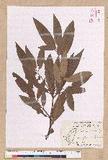 Litsea morrisonensis Hayata ɤsl