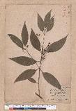 Cinnamomum osmophloeum Kanehira g׮
