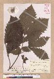 Quercus mongolica Fischer ex Turcz. var. grosseserrata (Bl.) Rehder et Wilson